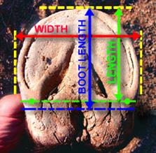 measuring guide